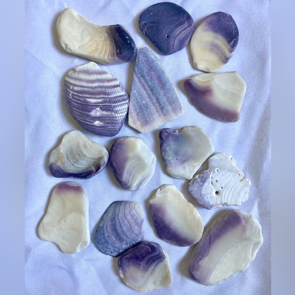 LARGE quahog shells - Picture 3 of 6